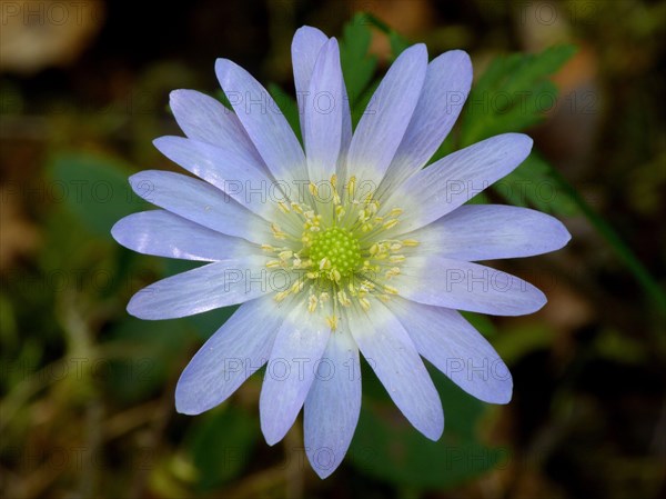 Grecian windflower