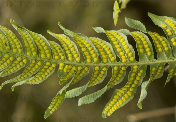 Intermediate polypody close-up of fertile frond