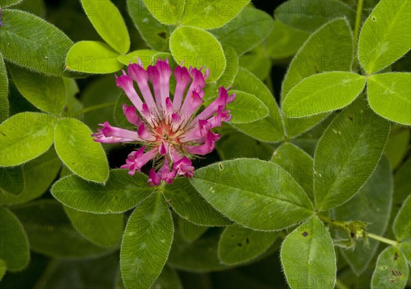 Zig-zag Clover