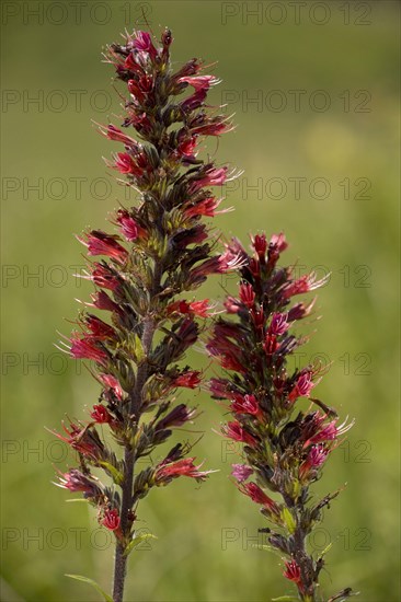 Flowering viper's bugloss