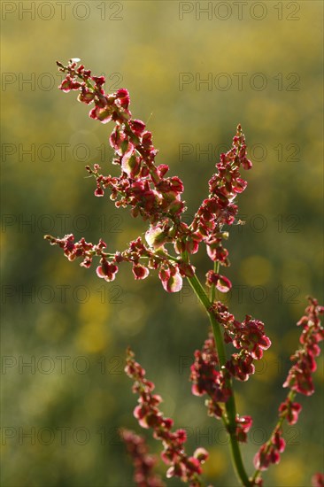 Meadow sorrel