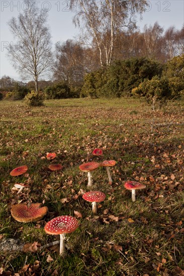 Fly agaric