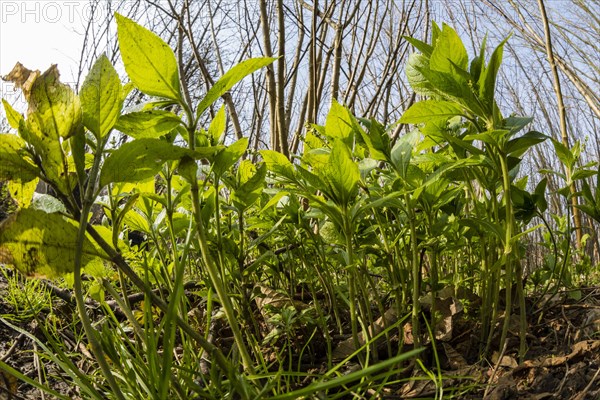 Dog's Mercury