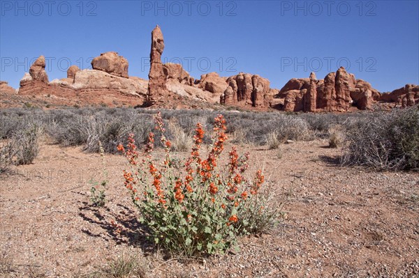 Desert foxtail or holly in Arches National Park
