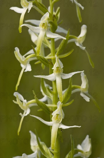 Small lesser butterfly-orchid