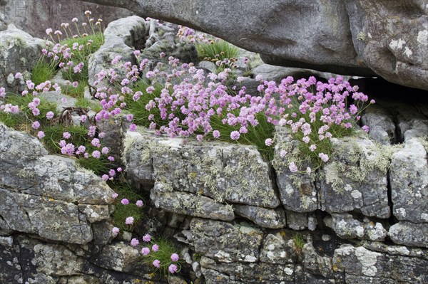 Sea-flowering carnation