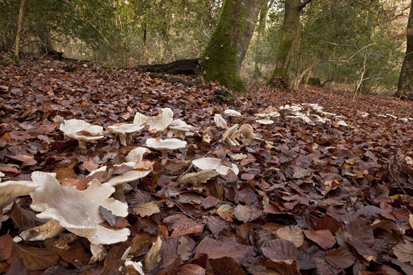 Clouded Agaric