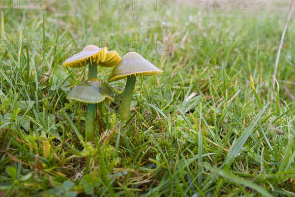 Parrot Waxcap