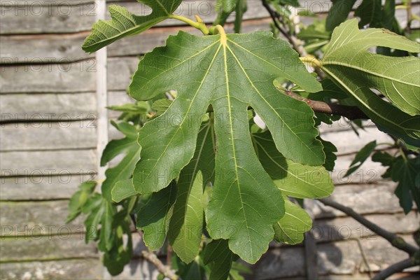 Common Fig