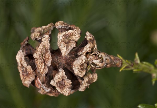 Coastal redwood