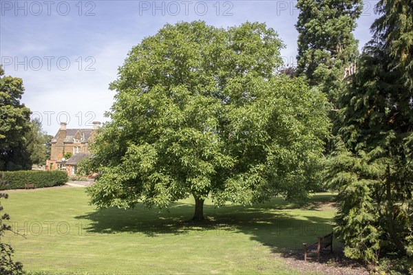 Black Walnut