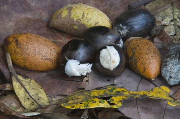 Fruits of wild nutmeg