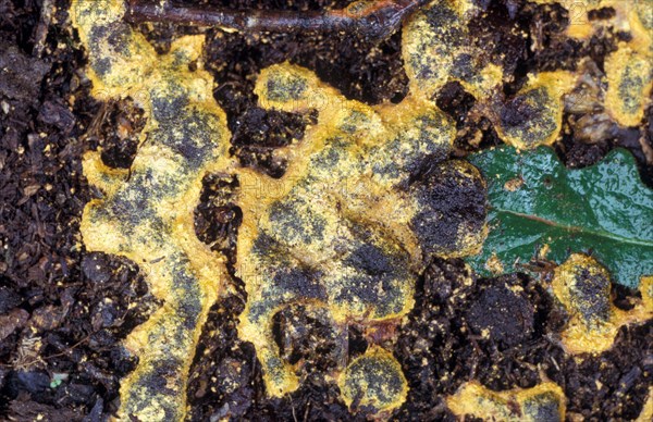 Dog vomit slime mold