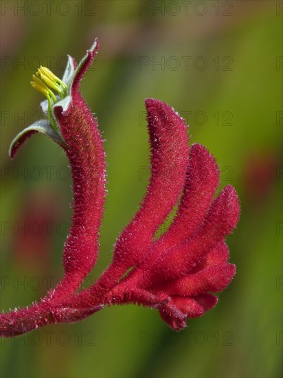 Kangaroo flowers