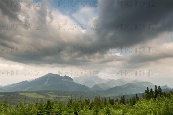 View of clouds over coniferous montane forest habitat at sunset