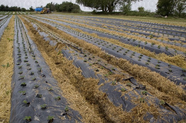 Young Elsanta strawberry plants