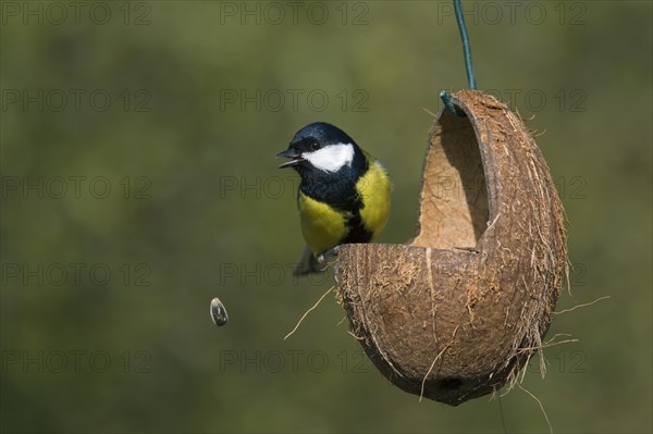 Great tit