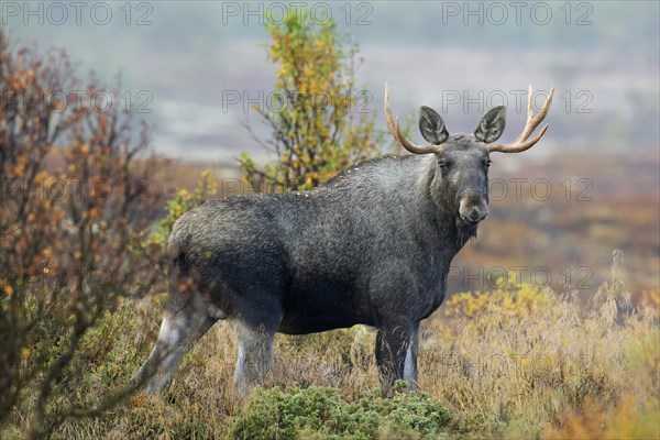 Elk