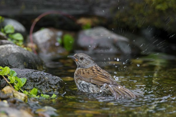 Dunnock