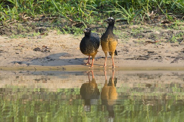 Female Naked-faced Curassow