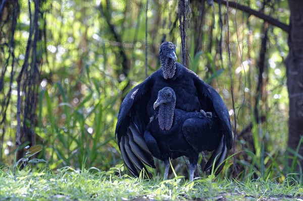 Mating black vulture