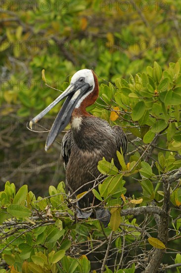 Brown pelican