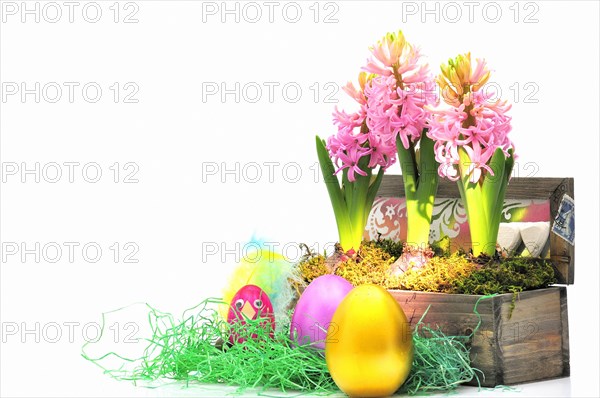 Easter hyacinths