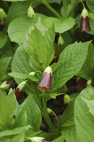 Bell henbane