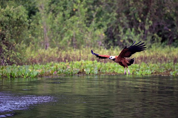 Black-collared hawk