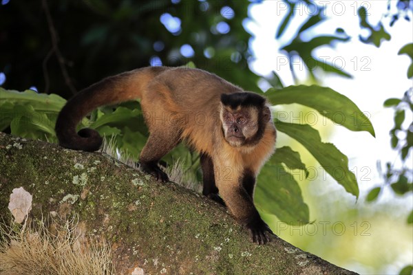 Brown Capuchin