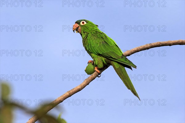 Sharp-tailed Parakeet