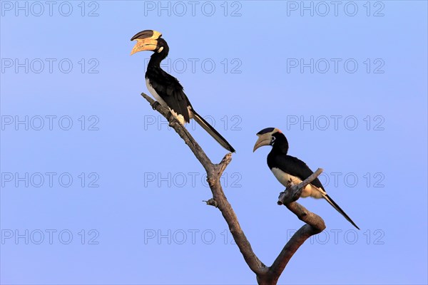 Malabar pied hornbill