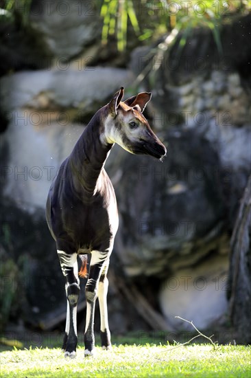 Okapi