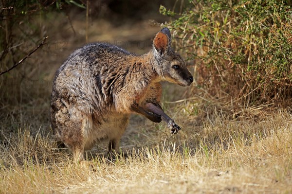 Tammar wallaby