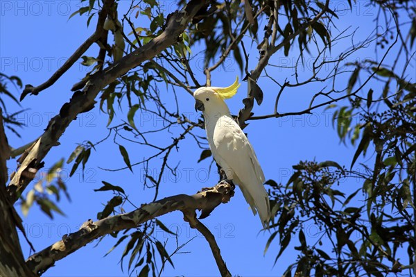 Sulphur-crested cockatoo