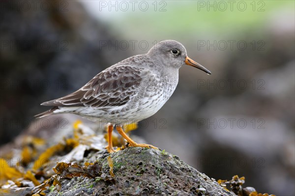 Purple Sandpiper