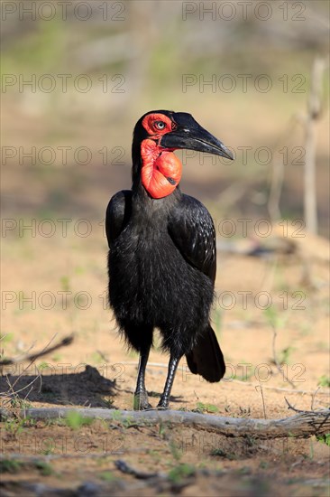 Southern Ground Hornbill