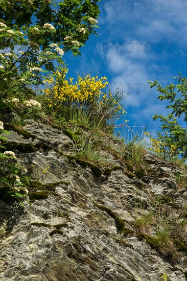 Broom blossom in the Eifel National Park