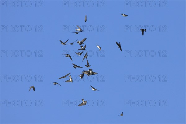 Asian house martin