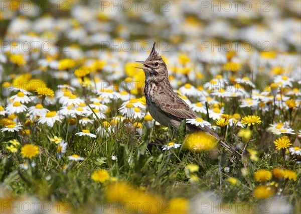 Crested lark