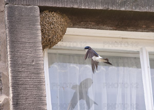 Common house martin