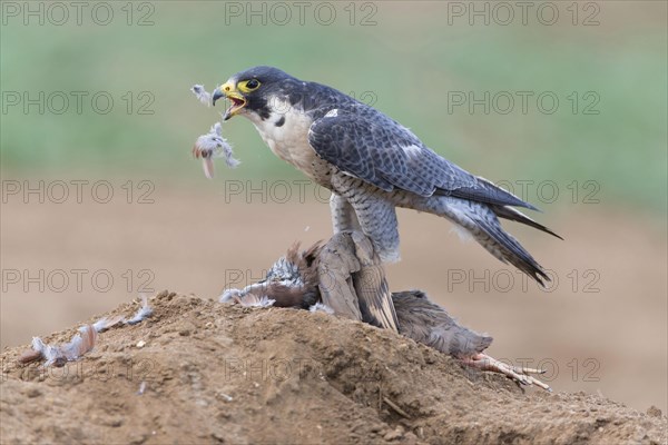 Peregrine falcon