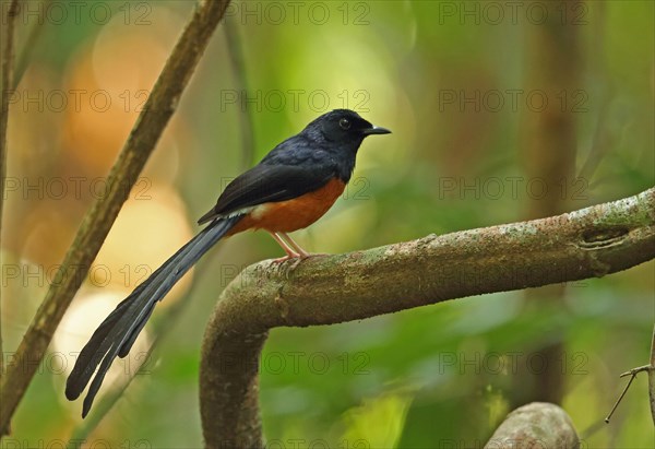 White-rumped Shama