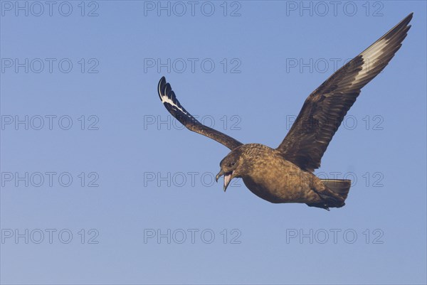 Great Skua