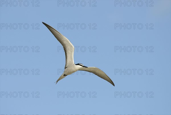 Bridled tern