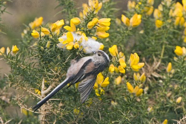 Long-tailed Tit