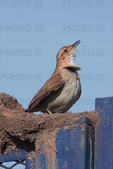 Rufous Hornero