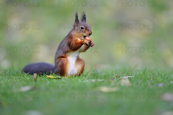 Eurasian red squirrel