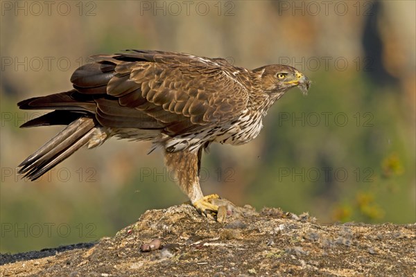 Bonelli's Eagle