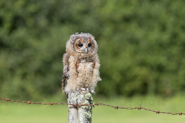 Tawny Owl